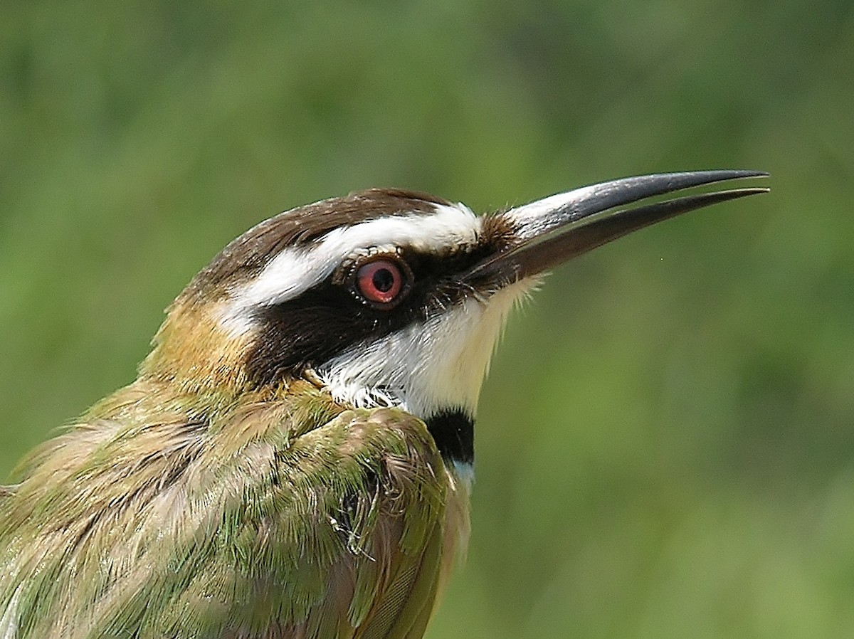 White-throated Bee-eater - Tony King