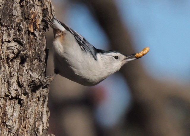 White-breasted Nuthatch - ML21645721
