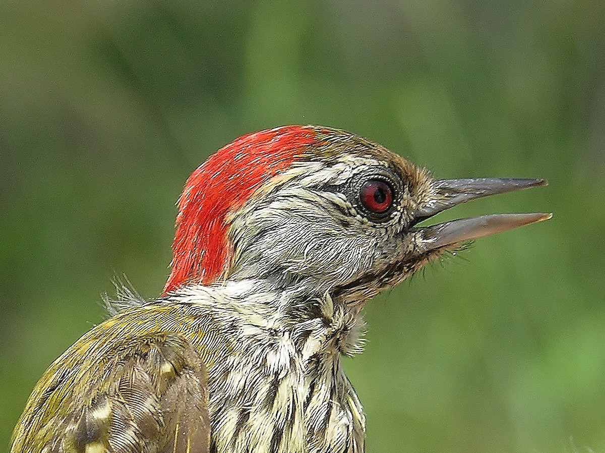 Cardinal Woodpecker - ML216457211