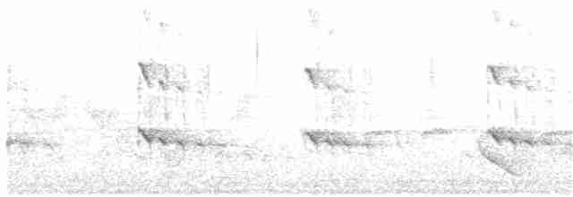 Alción de Esmirna - ML216457671