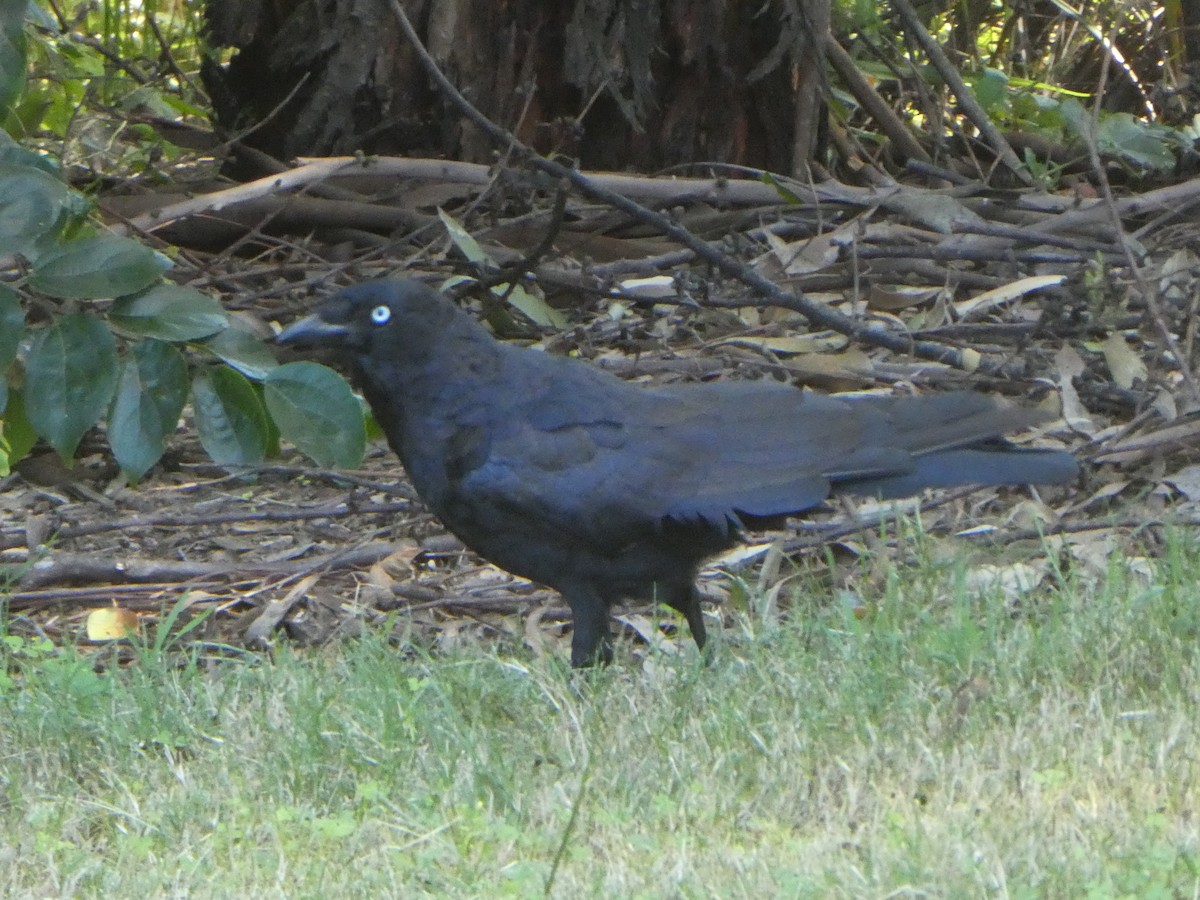 Torresian Crow - Suhashini Hewavisenthi