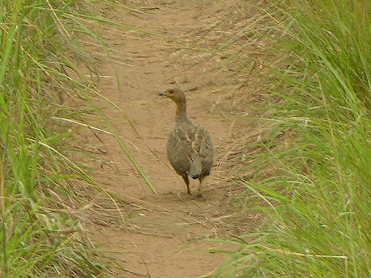 Finsch's Francolin - Tony King