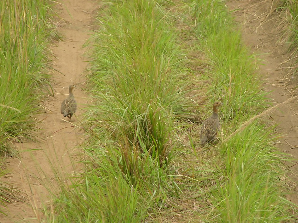 Finsch's Francolin - ML216461211