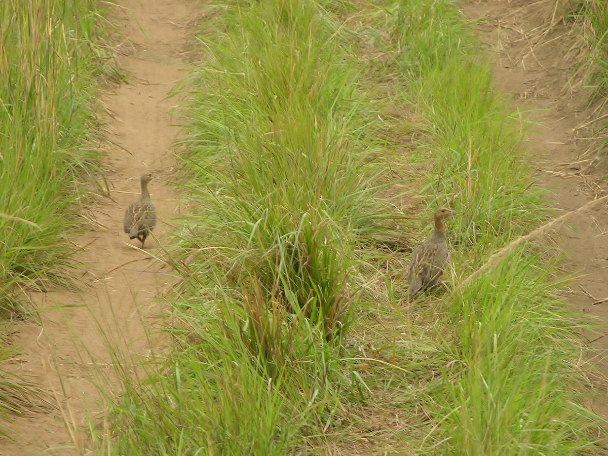 Francolin de Finsch - ML216461211