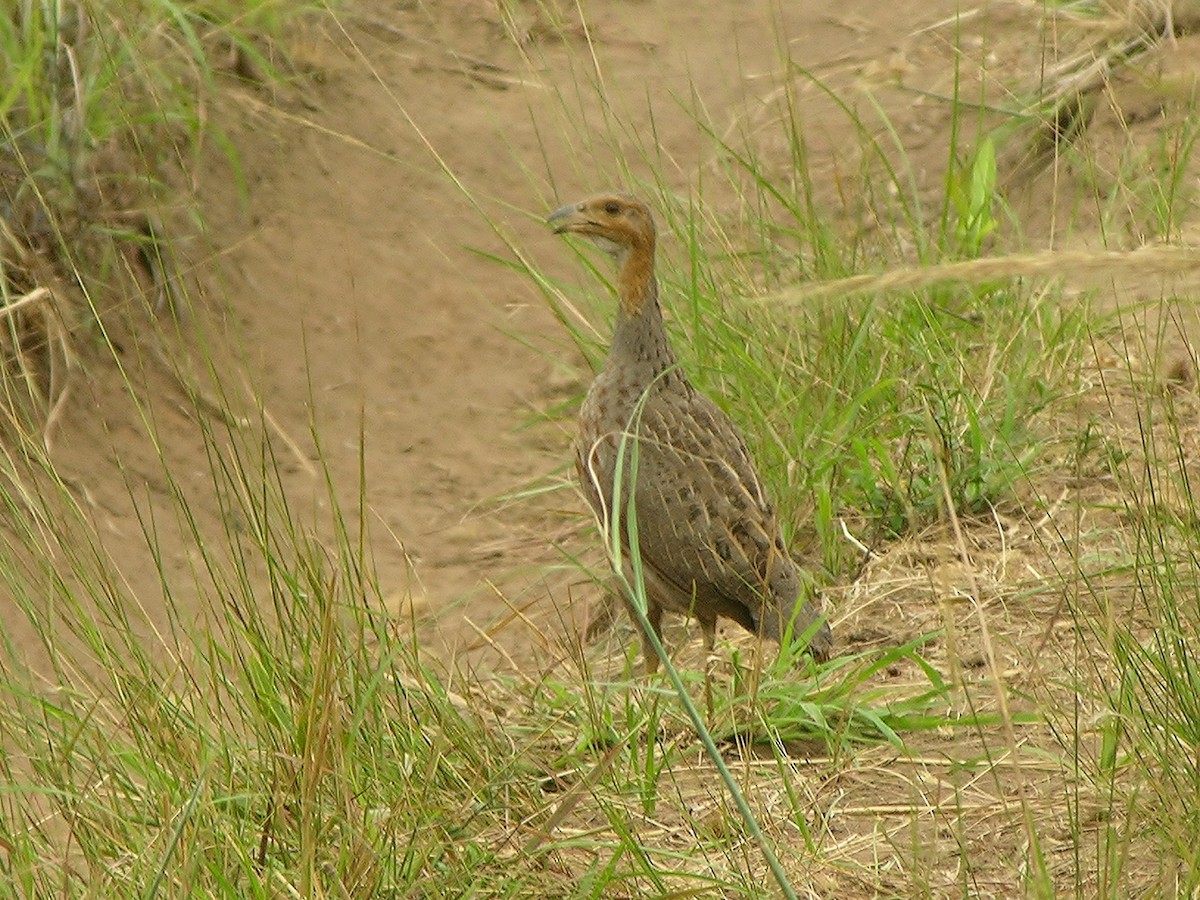 Finsch's Francolin - Tony King