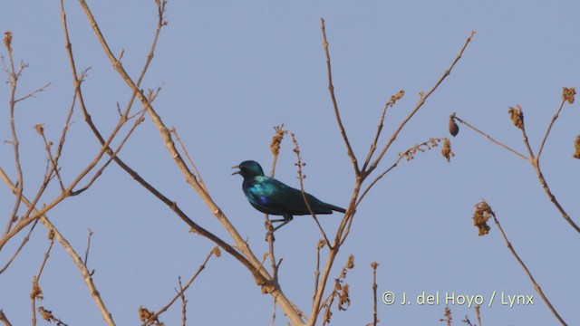 Greater Blue-eared Starling - ML216463571