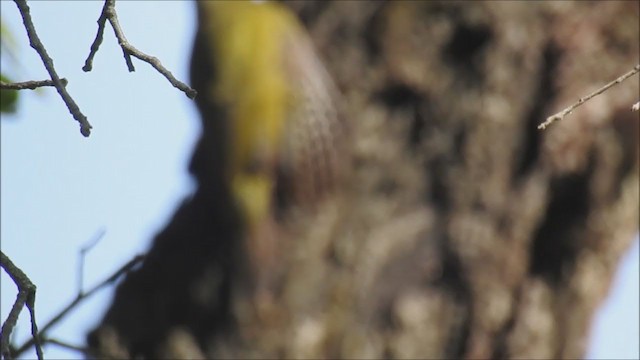 Gray-headed Woodpecker - ML216463711
