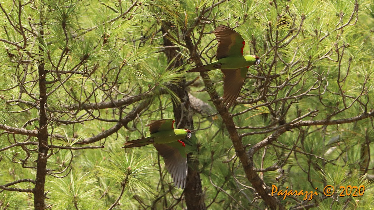 Maroon-fronted Parrot - ML216465141
