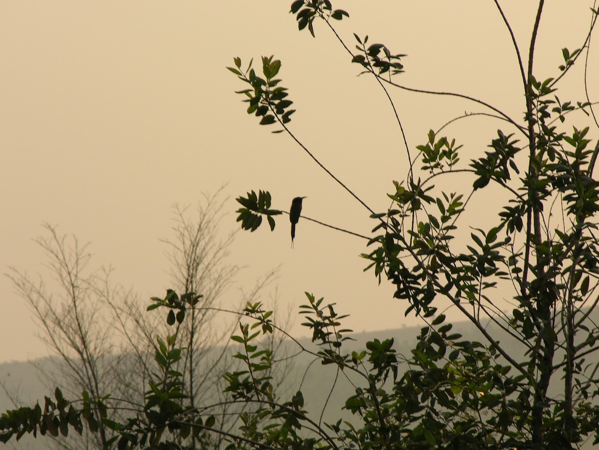 Black-headed Bee-eater - ML216466141