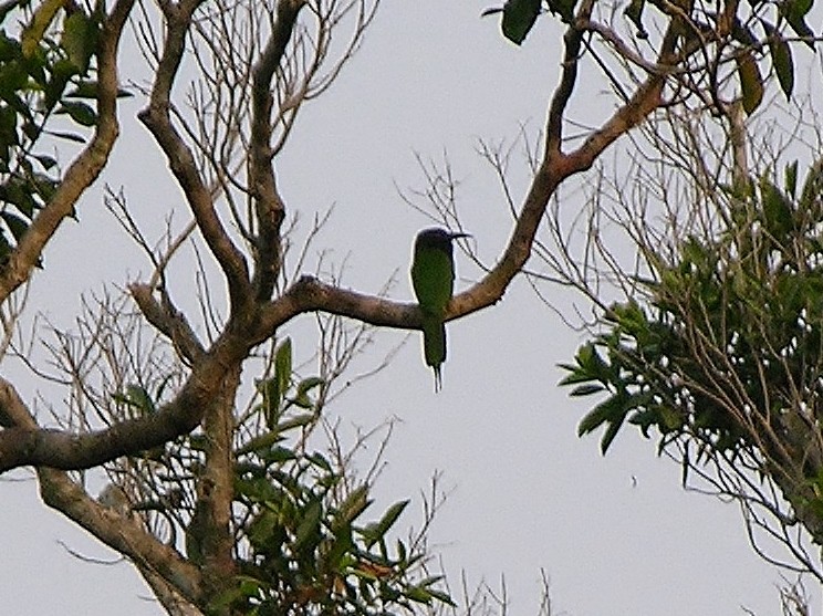 Black-headed Bee-eater - ML216466191
