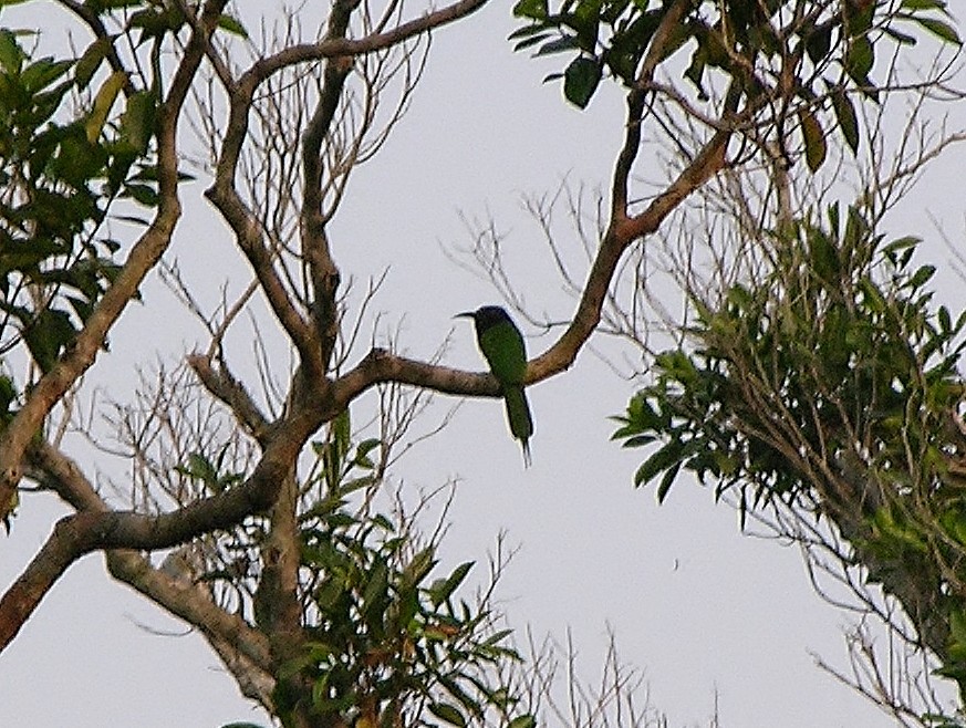 Black-headed Bee-eater - ML216466201