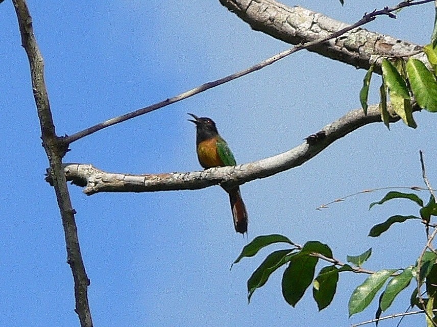 Black-headed Bee-eater - ML216467981