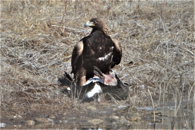 Golden Eagle with Canada Goose (<em>Branta canadensis</em>) prey. - Golden Eagle - 