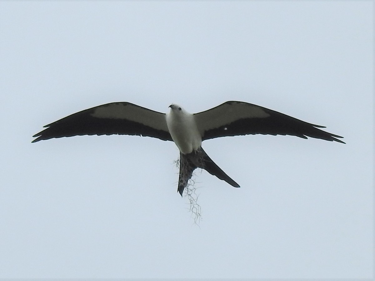 Swallow-tailed Kite - Marybeth Lima