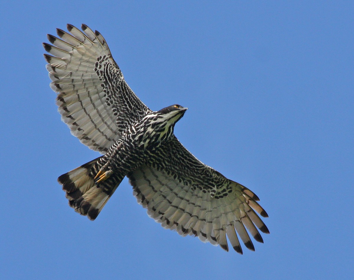 Blyth's Hawk-Eagle - Dave Bakewell