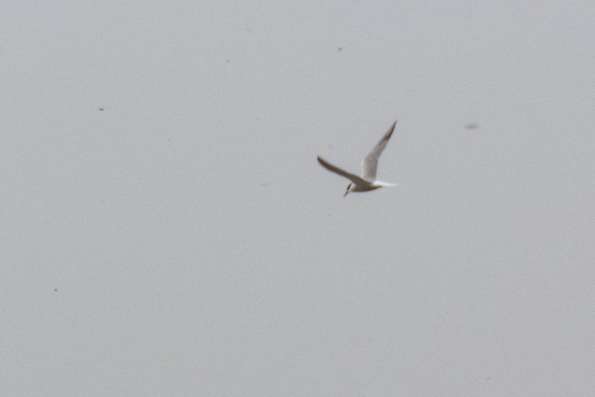 Common Tern - Shahrzad Fattahi