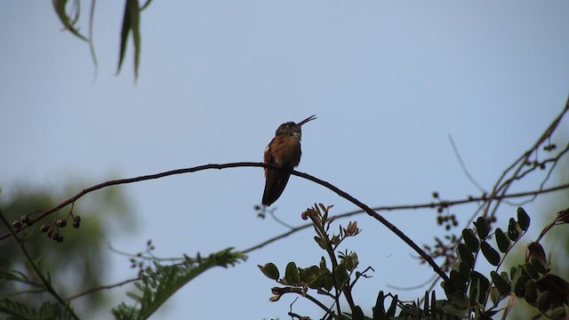 Amazilia Hummingbird - ML216471491