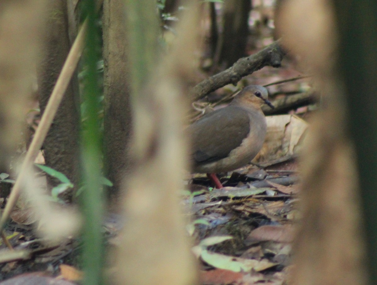 Gray-fronted Dove - ML216472931