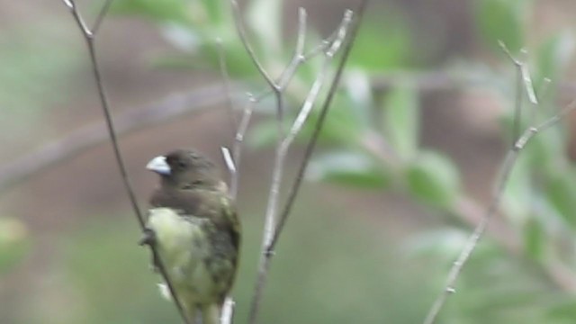 Yellow-bellied Seedeater - ML216475021