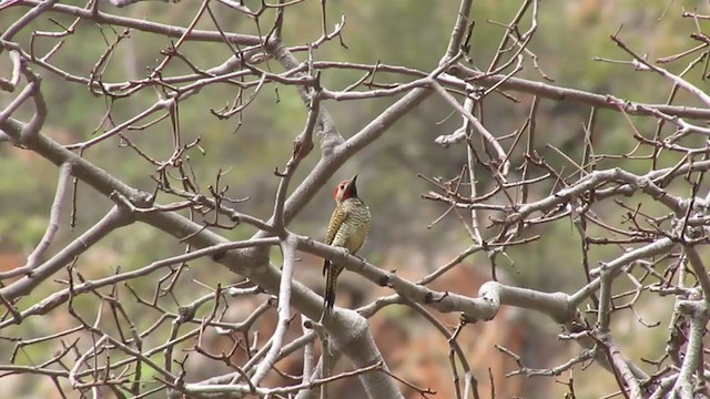 Black-necked Woodpecker - ML216475671