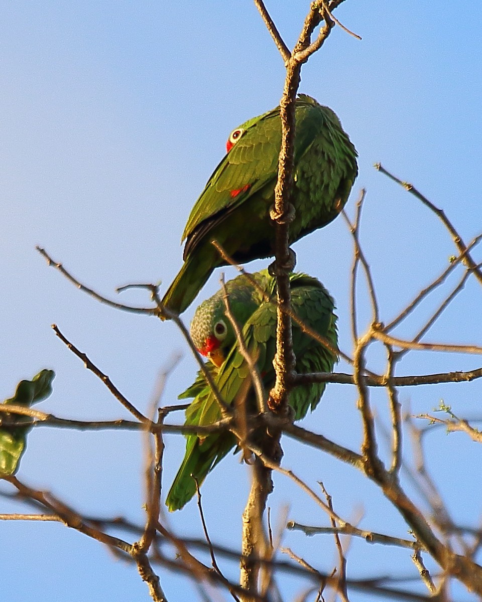 Red-lored Parrot - Ryan Candee