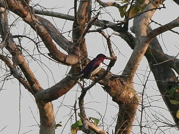 Violet-backed Starling - ML216489271