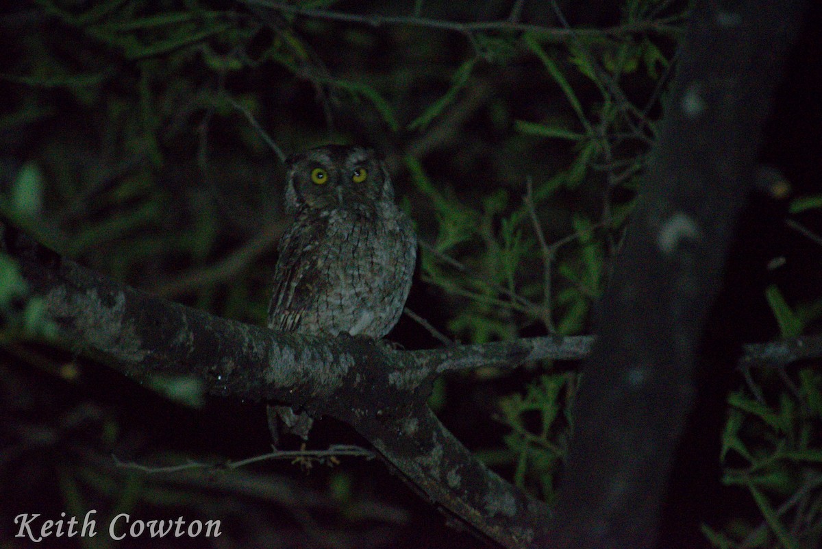 Peruvian Screech-Owl (pacificus) - ML216490571