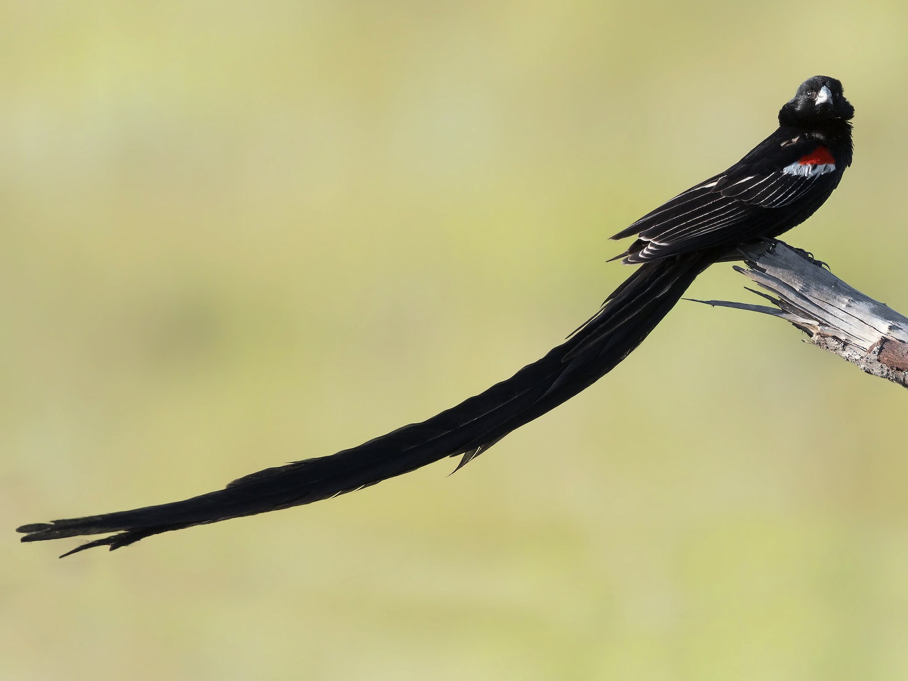 Long-tailed Widowbird - eBird