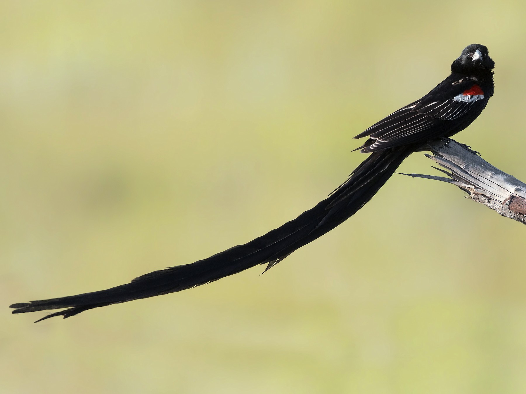 Long-tailed Widowbird - Marco Valentini