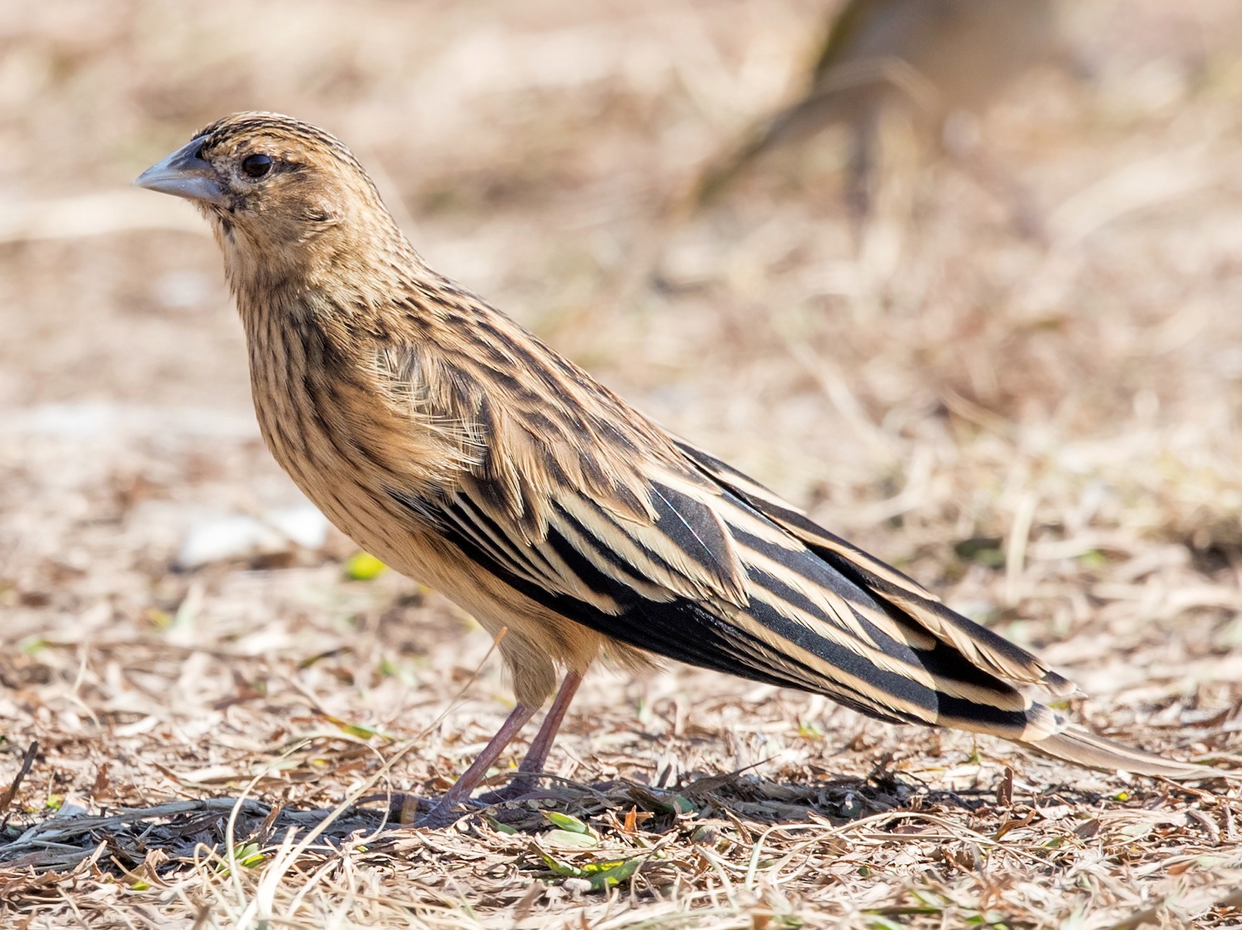 Long-tailed Widowbird - David Irving