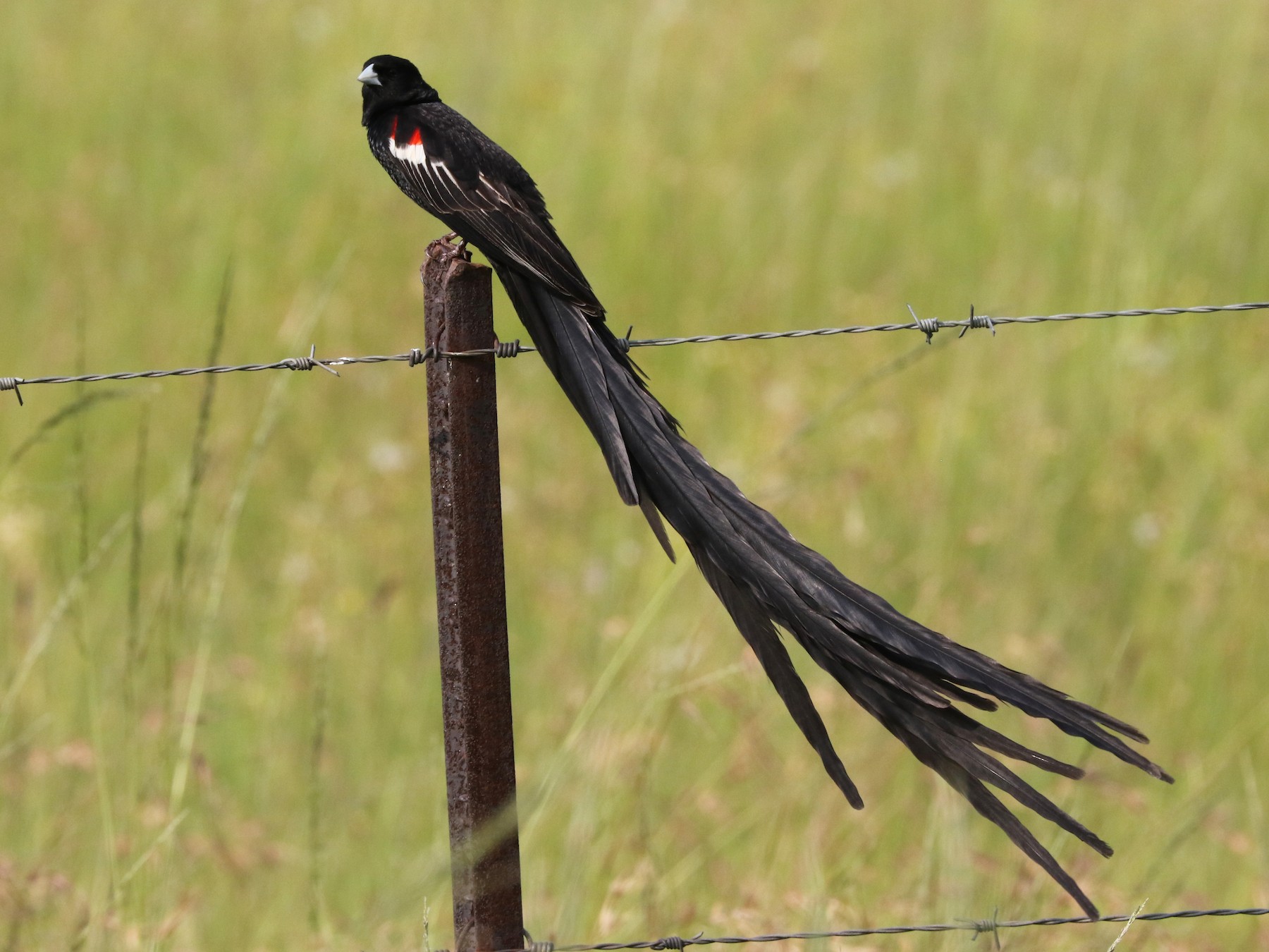 Long-tailed Widowbird - Trina Anderson