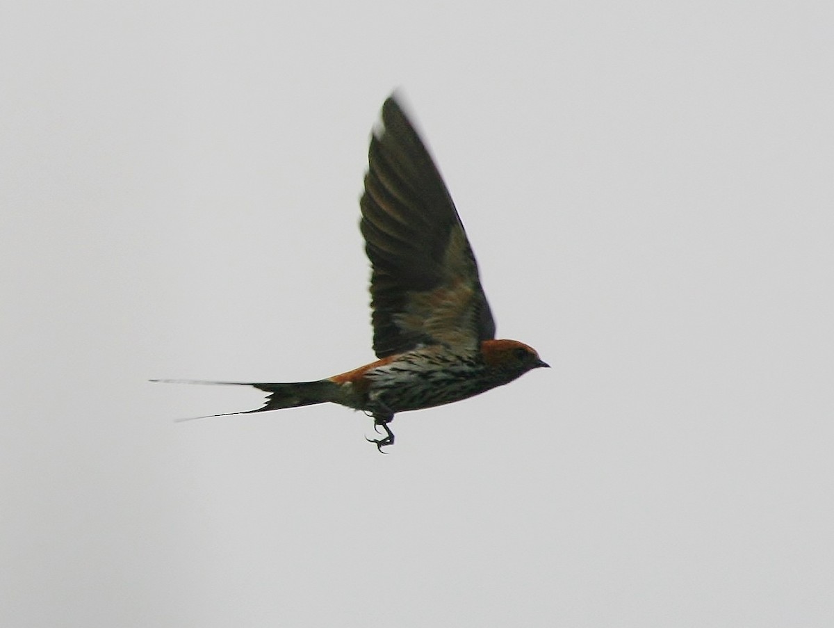 Lesser Striped Swallow - ML216493521