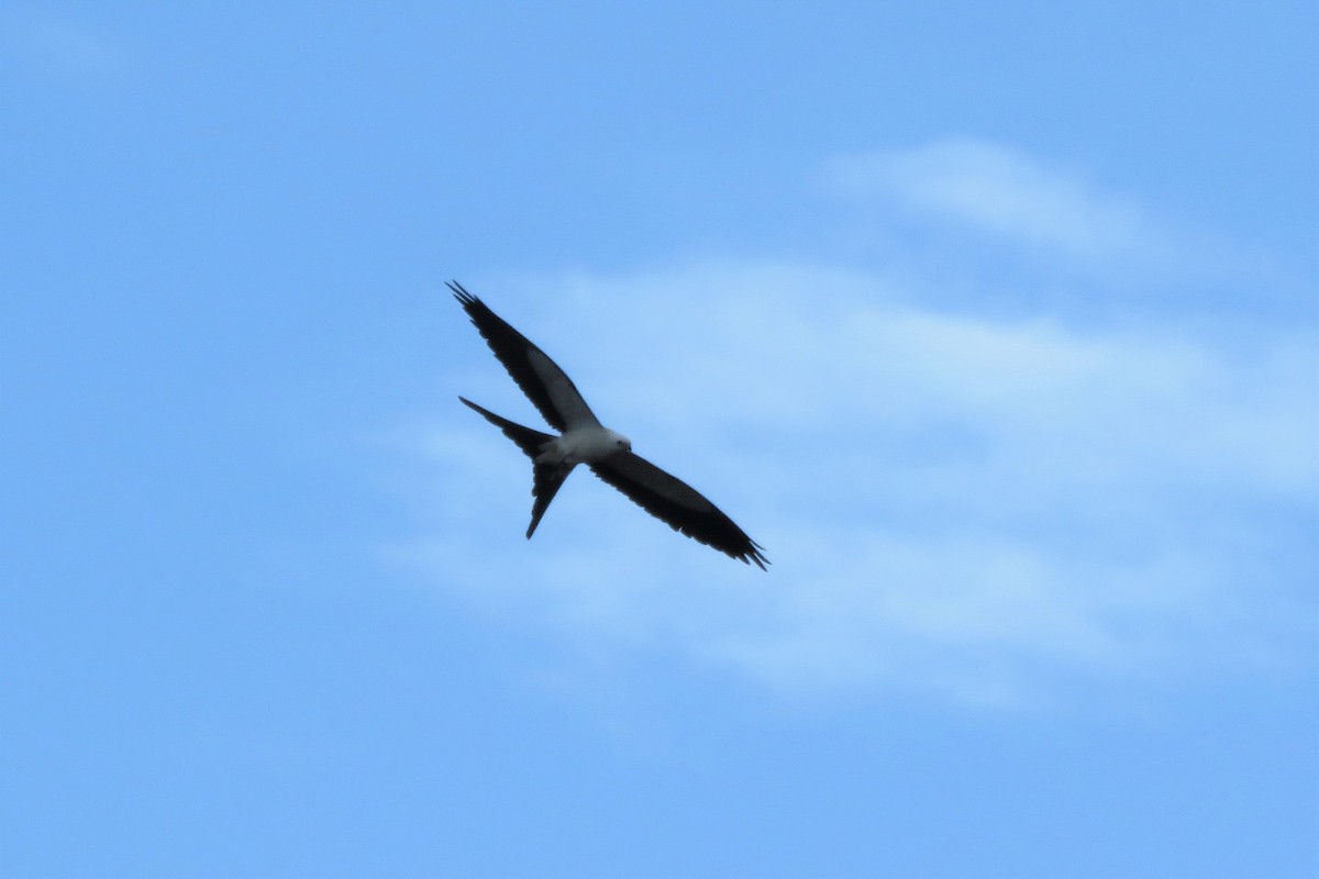 Swallow-tailed Kite - ML216493751