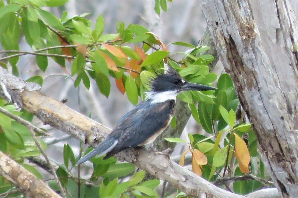 Belted Kingfisher - ML216493771