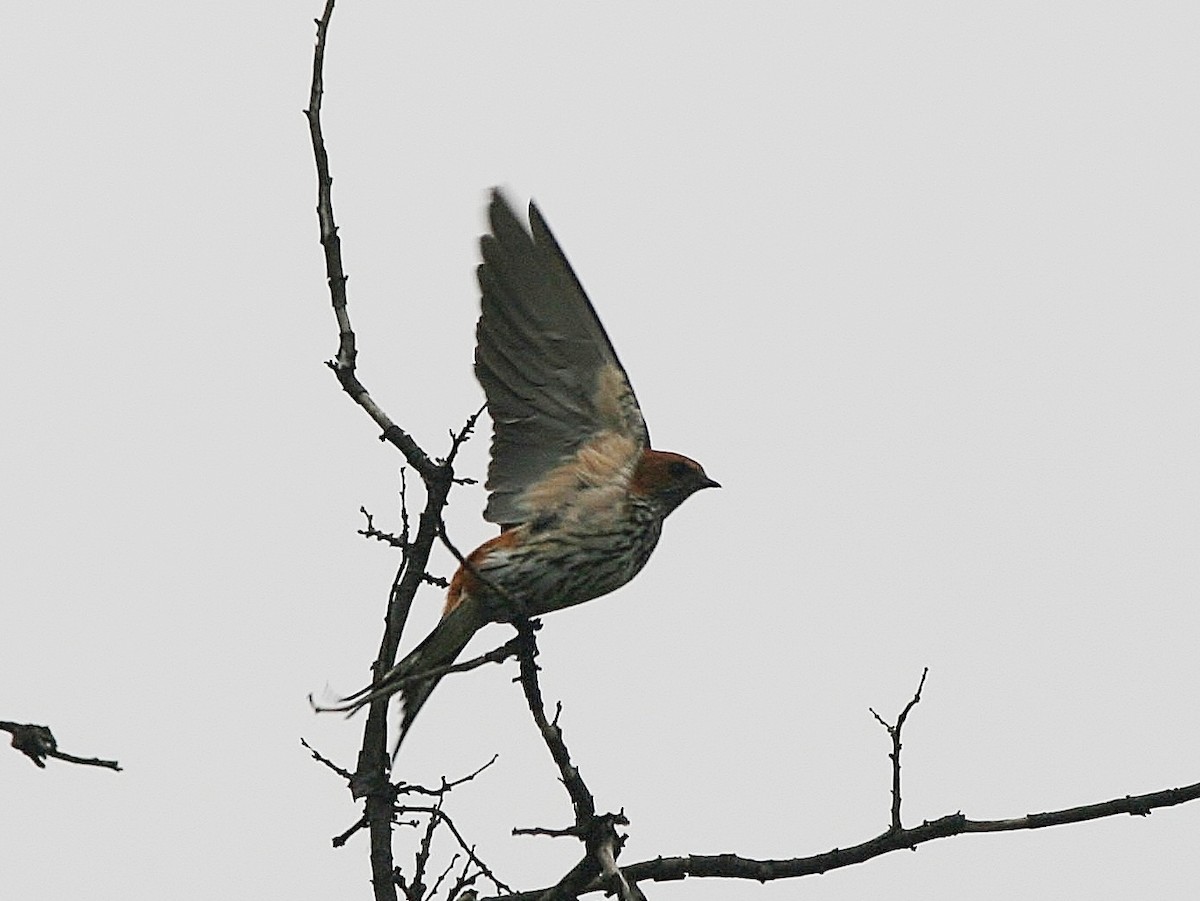 Lesser Striped Swallow - Tony King
