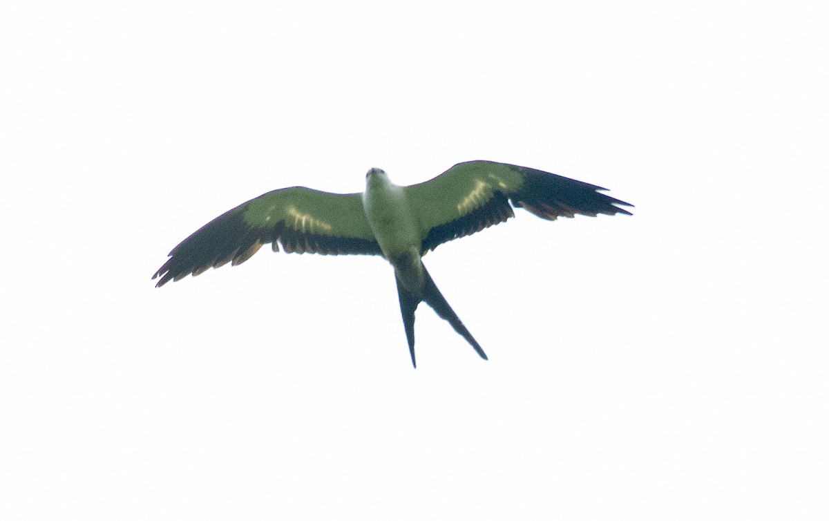 Swallow-tailed Kite - Susan Mac