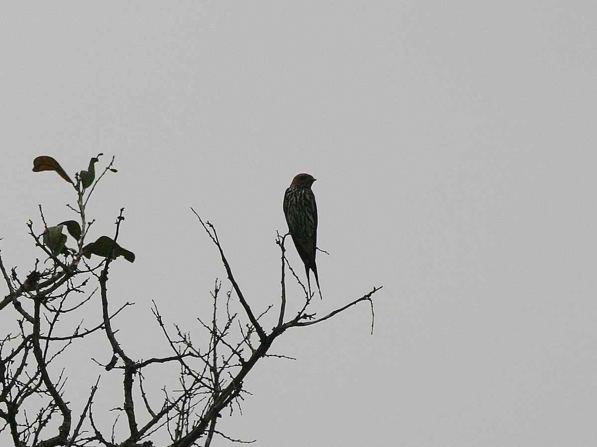Lesser Striped Swallow - ML216495801