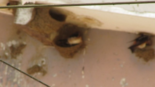 Chestnut-collared Swallow - ML216495931