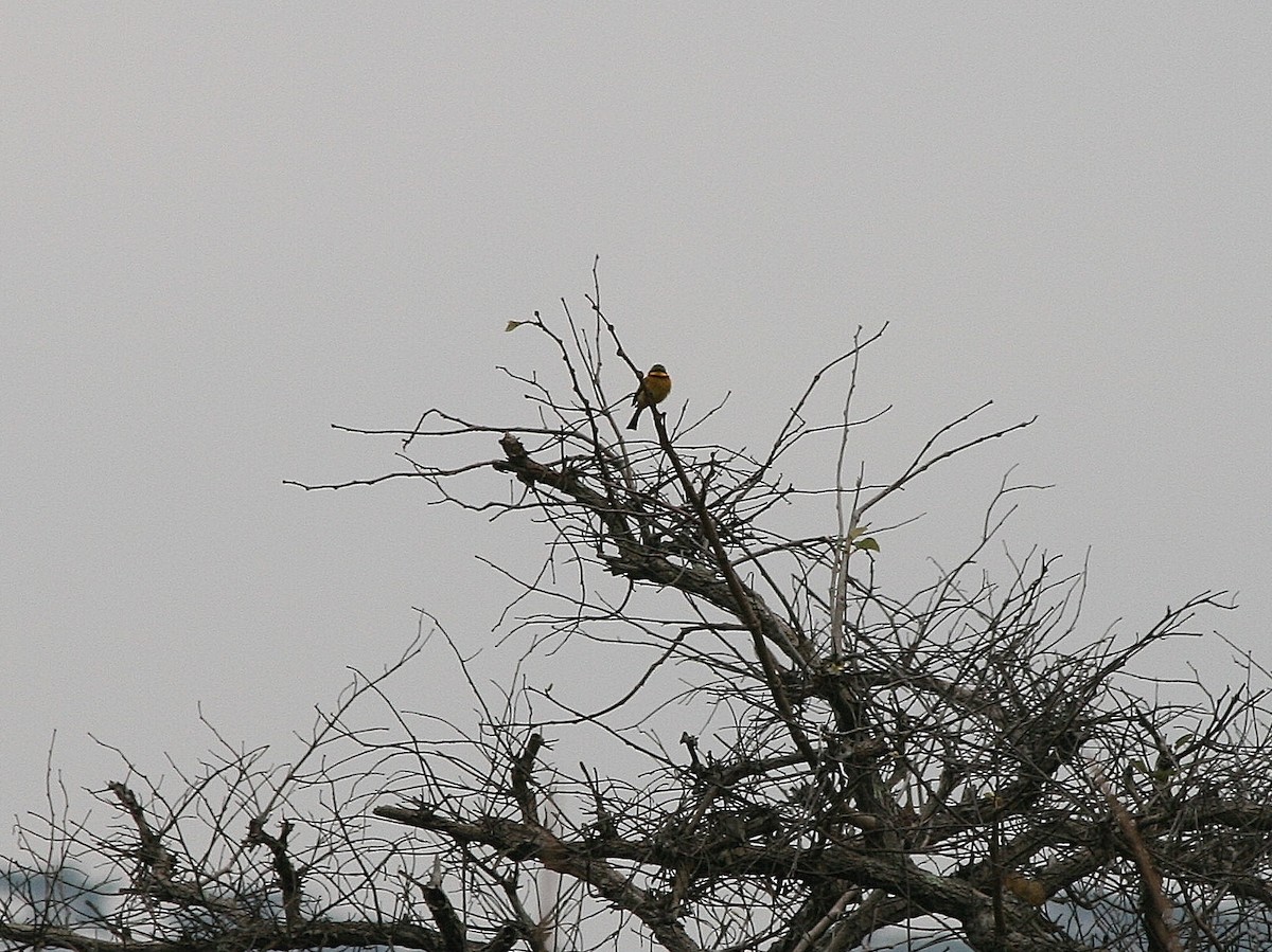 Little Bee-eater - ML216496221