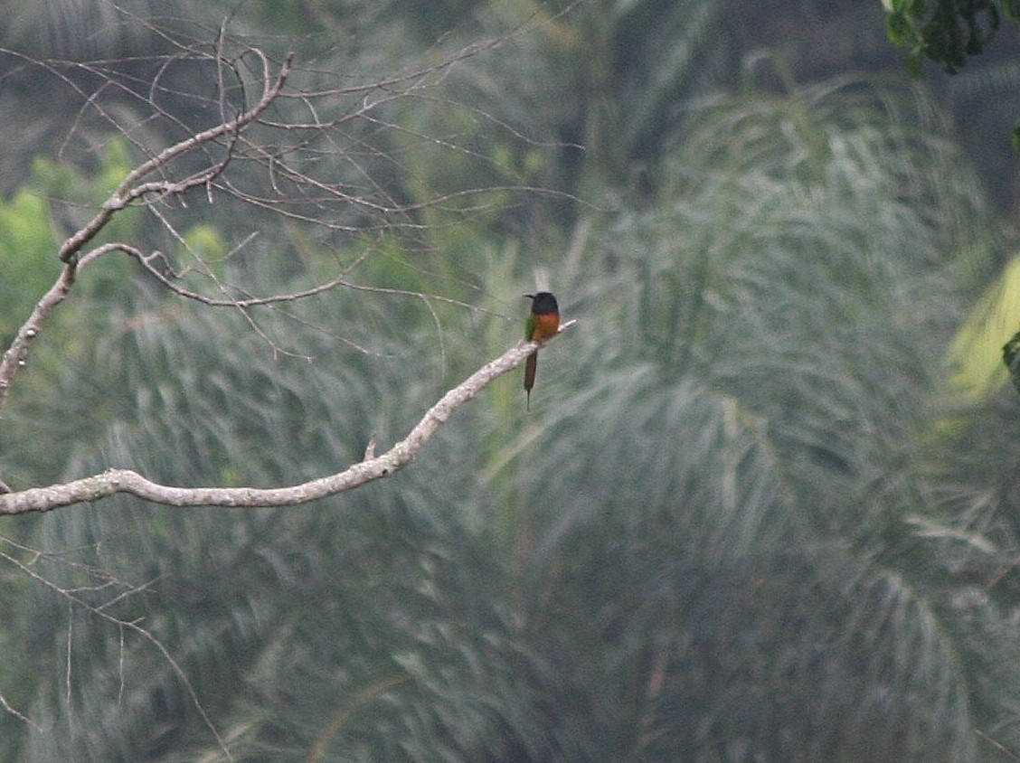 Black-headed Bee-eater - ML216496441
