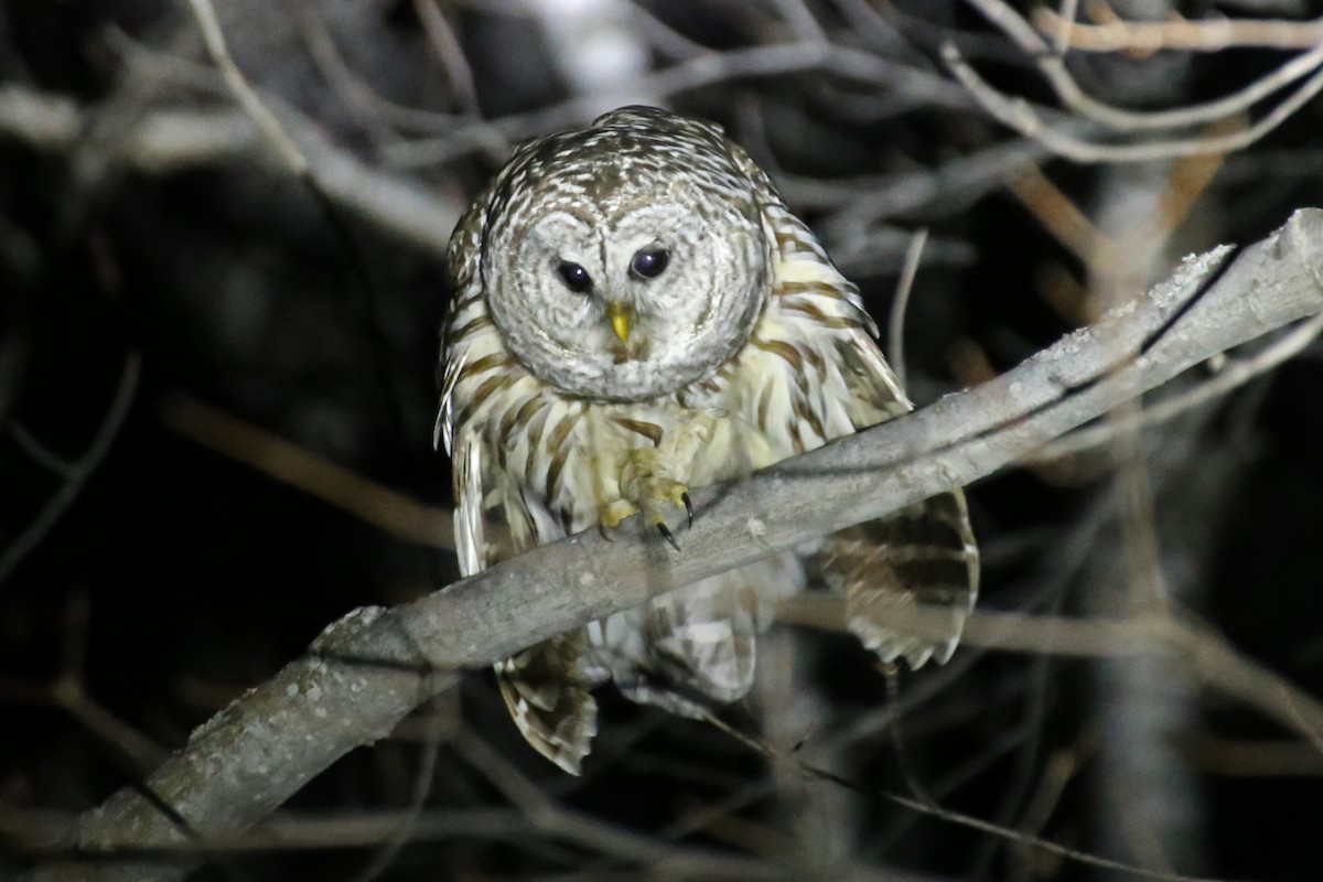Barred Owl - Rob Routledge