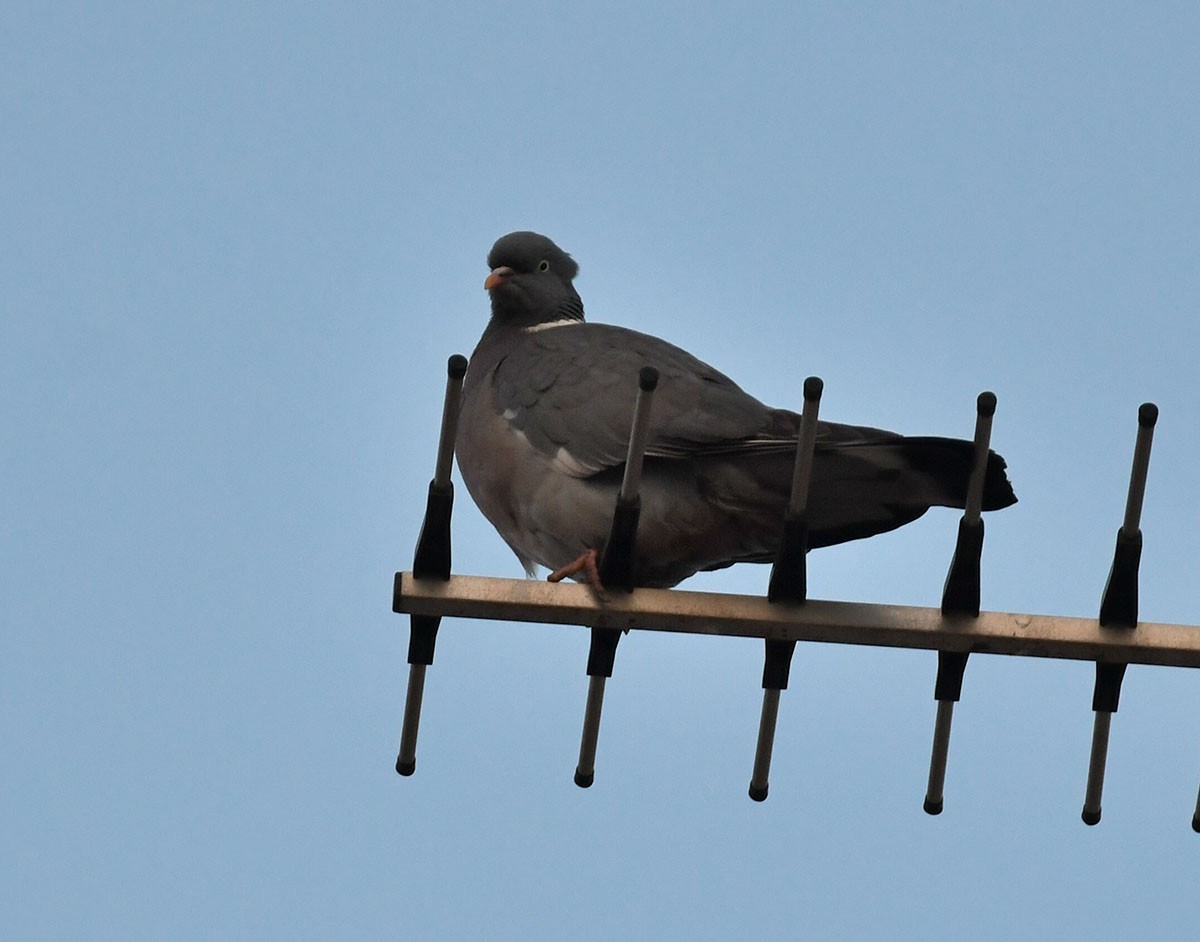 Common Wood-Pigeon - Ricard Gutiérrez