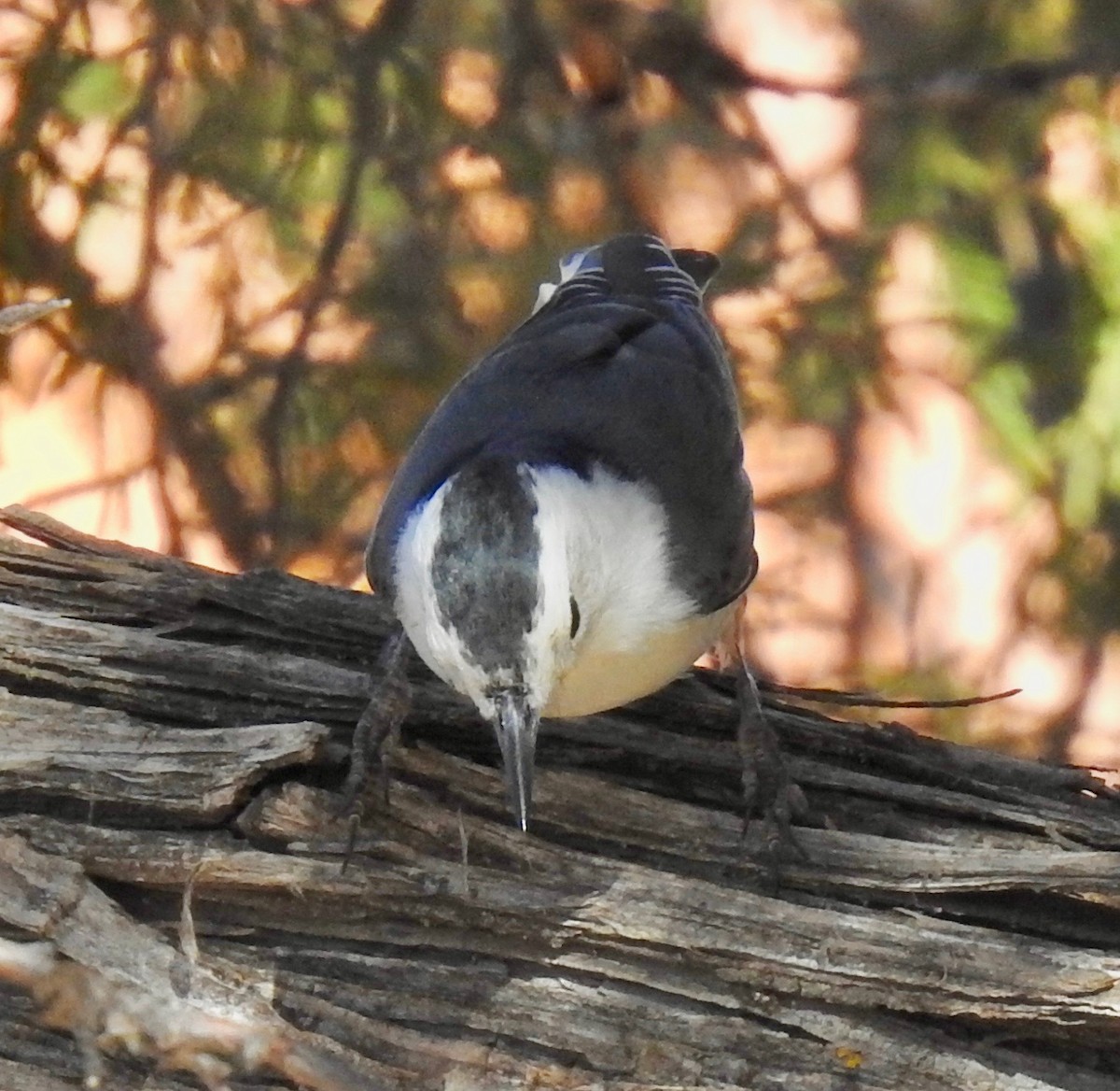 White-breasted Nuthatch (Interior West) - ML216498451