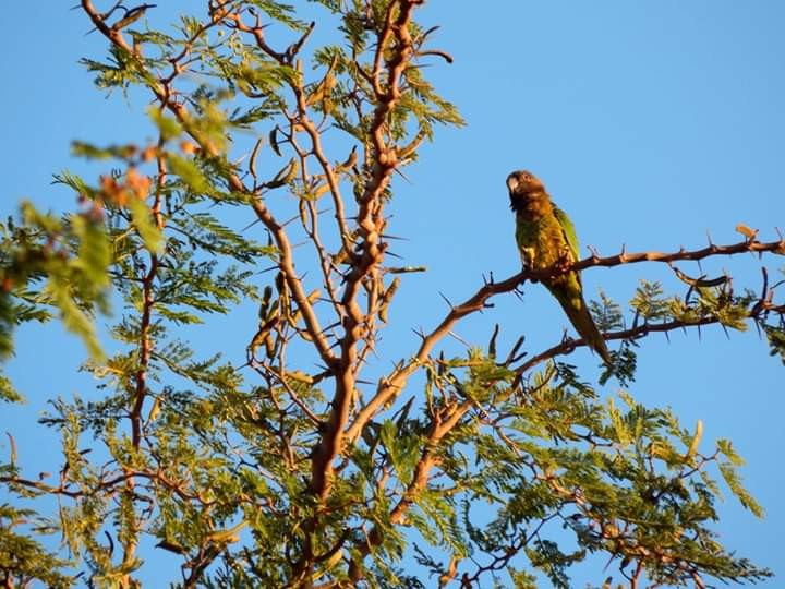 Brown-throated Parakeet - ML216498941