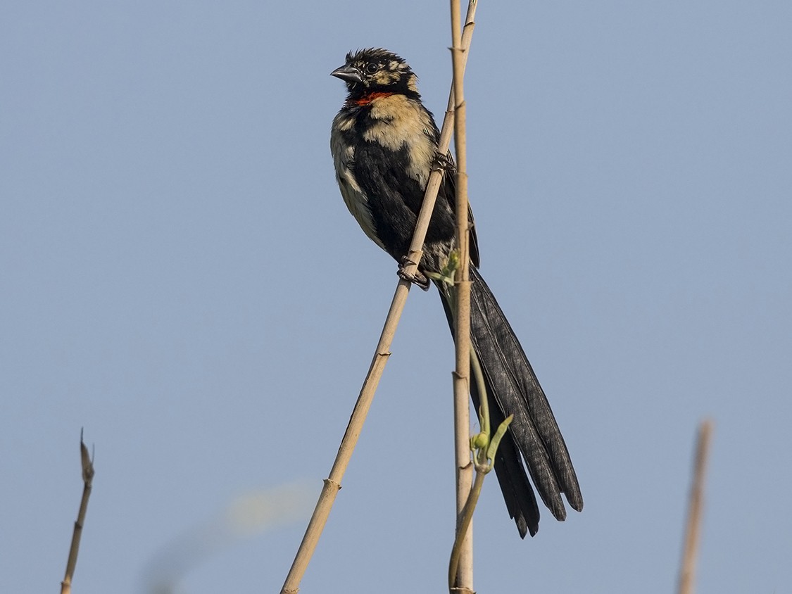Red-collared Widowbird - Niall D Perrins