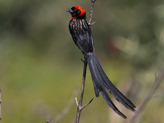 繁殖期雄鳥 (Red-cowled) - Kevin Vande Vusse - ML216499511