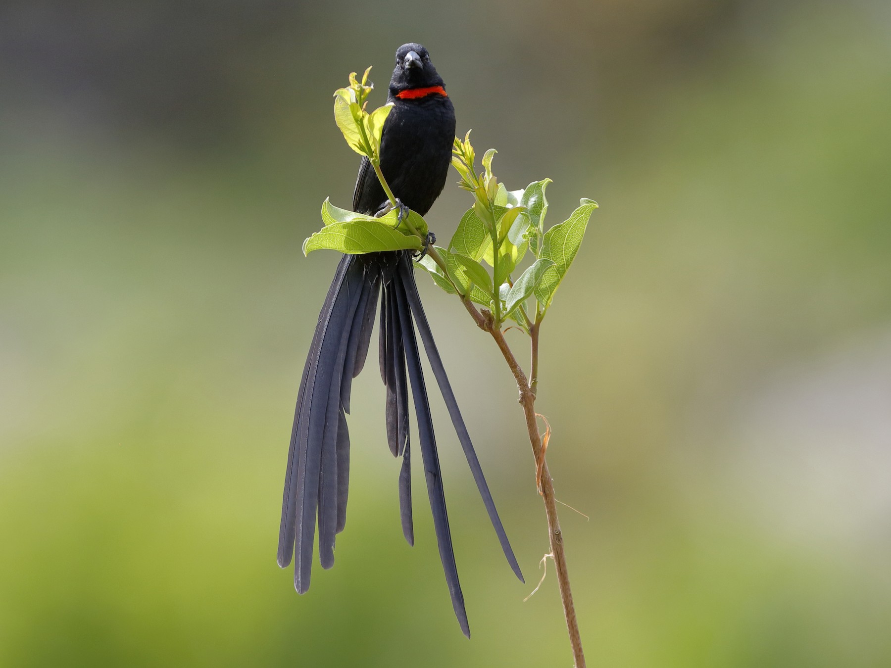 Red-collared Widowbird - Holger Teichmann