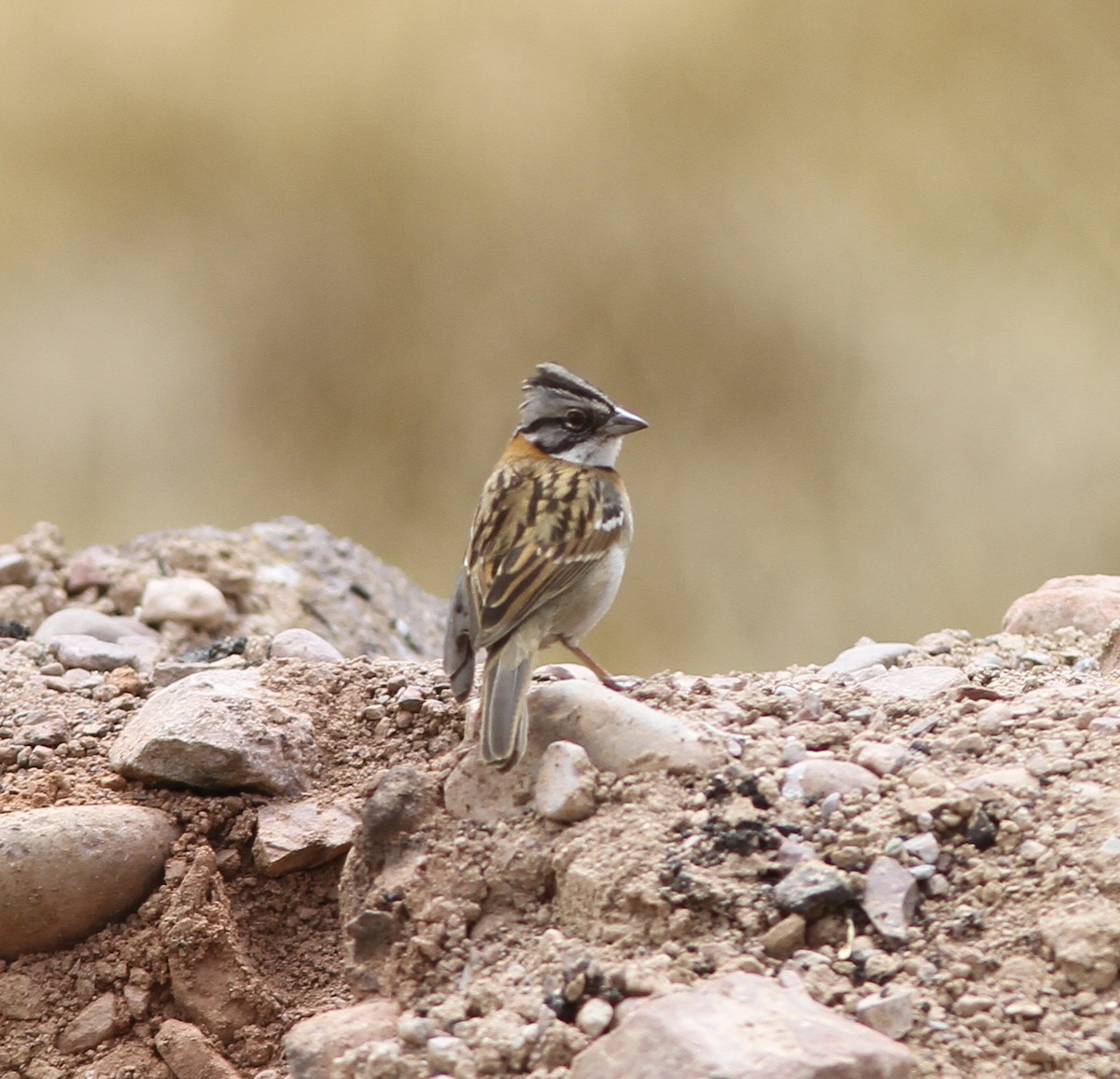 Rufous-collared Sparrow - ML216500651