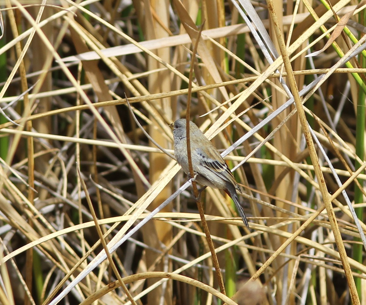 Plain-colored Seedeater - ML216500671