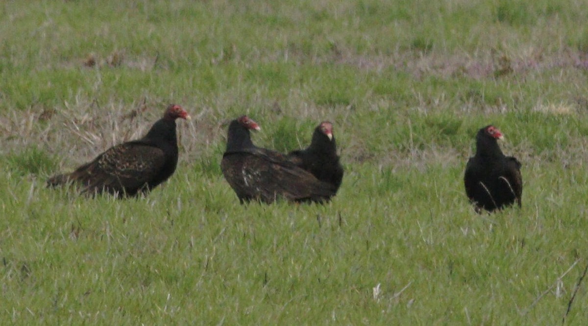 eBird Checklist 18 Mar 2020 Colter's Landing Access 6 species